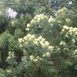 Mimosen auf Madeira