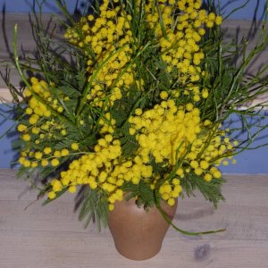 Mimosen