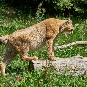 Wildpark Bad Mergentheim