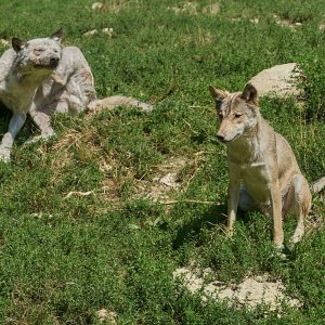 Wildpark Bad Mergentheim