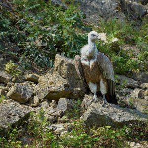 Wildpark Bad Mergentheim