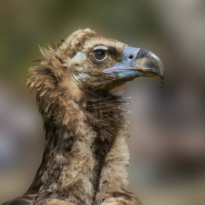 Wildpark Bad Mergentheim