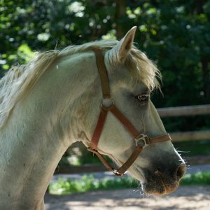 Wildpark Bad Mergentheim