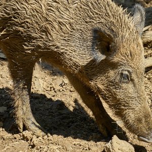 Wildpark Bad Mergentheim