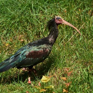 Wildpark Bad Mergentheim