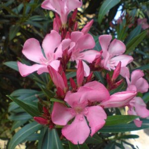 Oleander