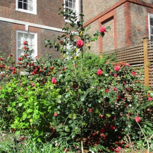 Middle Temple