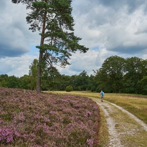 L_neburgerHeide_1340