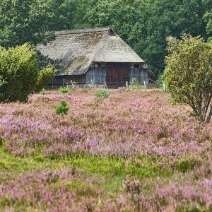 L_neburgerHeide_1343