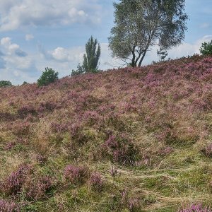 L_neburgerHeide_1346a