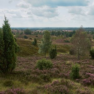 L_neburgerHeide_1350