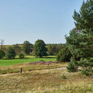 L_neburgerHeide_1361