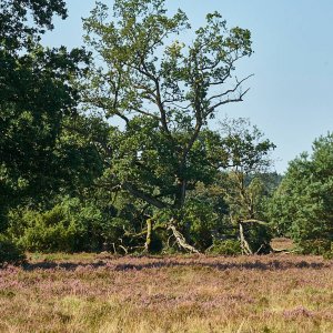 L_neburgerHeide_1366