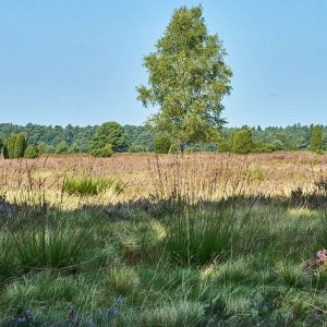 L_neburgerHeide_1367