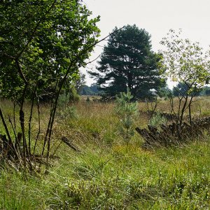 L_neburgerHeide_1370