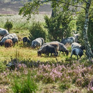 L_neburgerHeide_1371