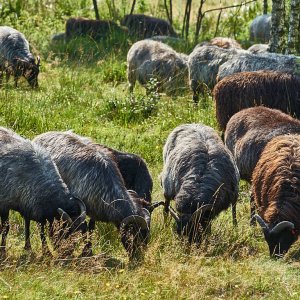 L_neburgerHeide_1373