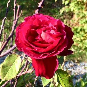 Rose im Herbst