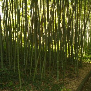 Bambuswald im Botanischen Garten