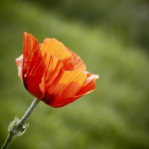 Klatschmohn