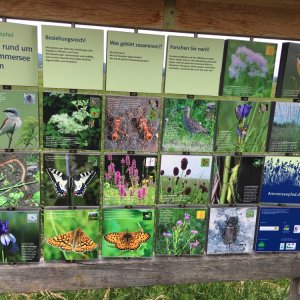 Naturschutzgebiet Vogelfreistätte Ammersee Südufer