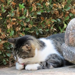 Ostia antica