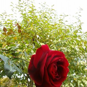 letzte Rosen