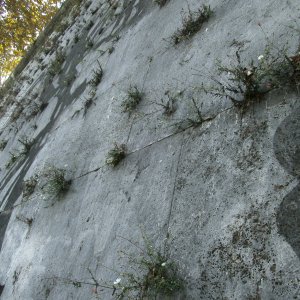 Tibermauer am Kentridge-Fries