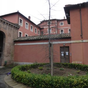 Zeder San Giovanni a Porta Latina.JPG