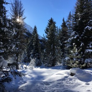 Im Stazer Wald - Oberengadin