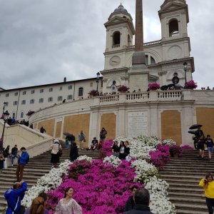 Azaleen an der Spanischen Treppe