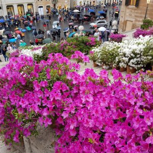 Azaleen an der Spanischen Treppe