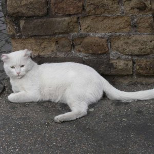 Katze am Largo di Torre Argentina