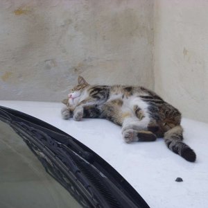 Katze in Senglea