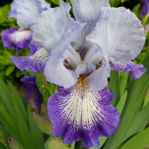 Iris