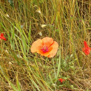 Feldrand mit Mohnblume