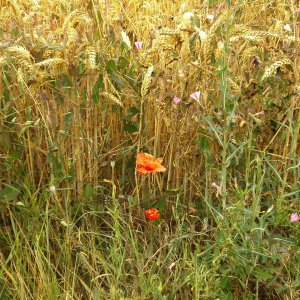 Feldrand mit Mohnblume