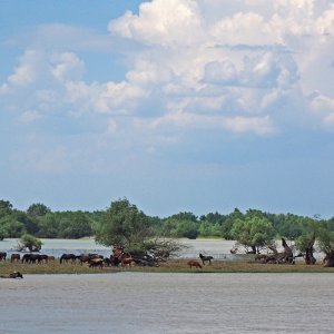 Hochwasser am Donauufer