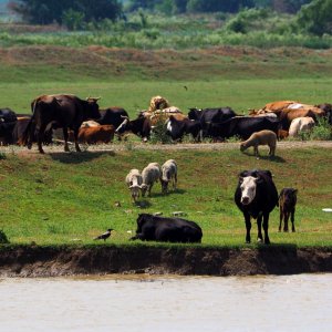 Vieh am Donauufer