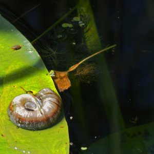 Wasserschnecke