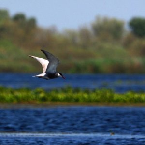 Seeschwalbe im Flug