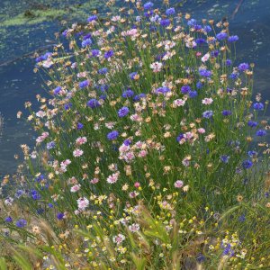 Kornblumen am Wasser