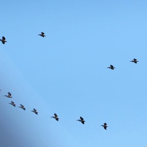 Pelikanschwarm im Flug