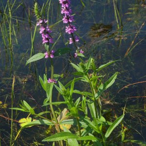 Gewöhnlicher Blutweiderich