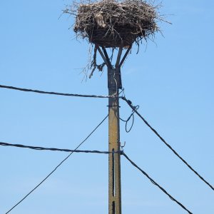 Storch im Nest