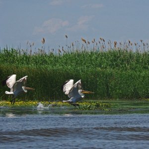 Auffliegende Pelikane