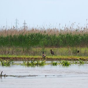 Ibis und Enterich