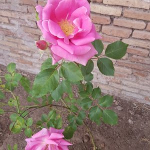 Rose auf dem Palatin