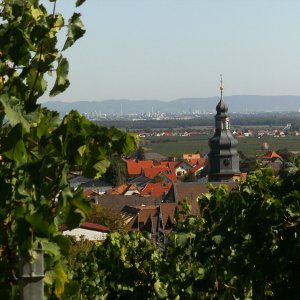 Kallstadt Blick in die Rheinebene