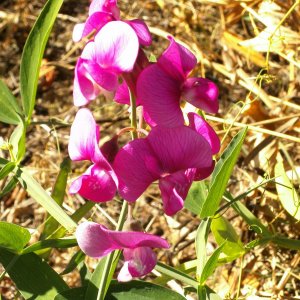 letzte Blüte im Weinberg